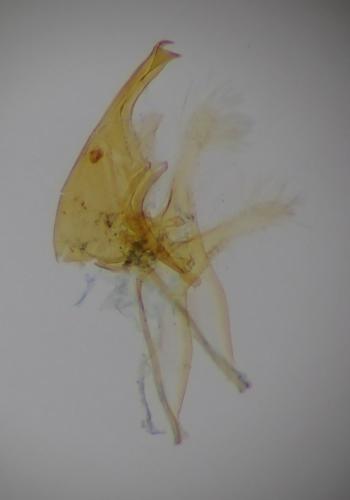Alucita desmodactyla